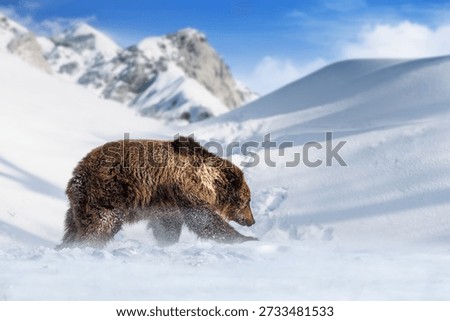 A brown bear moves through deep snow in a mountain area. The bear digs into the snow, searching for food. Snowy peaks rise in the background under a blue sky.