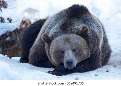 Brown Bear Mummy Relaxing 