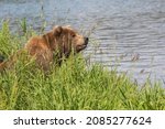 Brown bear near the Kurilskoye lake in Kamchatka peninsula