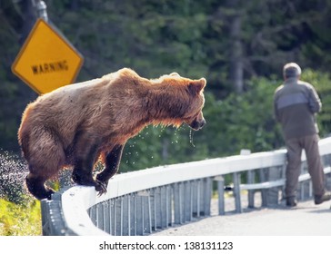 Brown Bear Near Unsuspecting Man