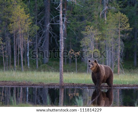 Similar – Brown Bear Adventure