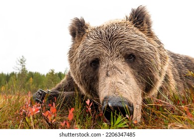 Brown Bear Nose Closeup In Autumn Bog