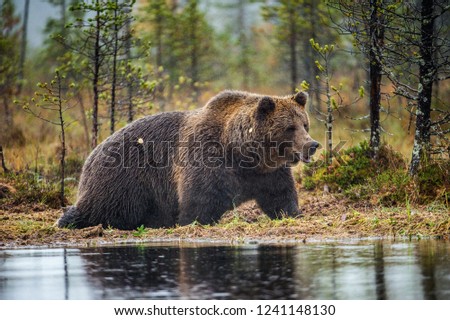 Similar – Brown Bear Adventure