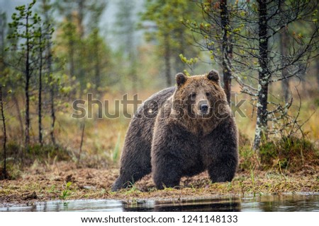 Similar – Brown Bear