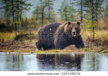 Similar – Brown Bear Adventure