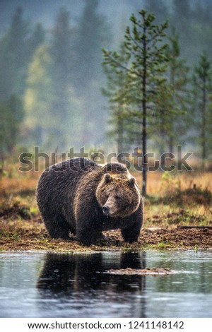 Similar – Brown Bear Adventure