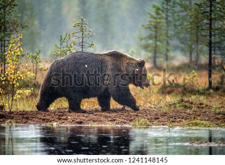 Similar – Brown Bear Adventure