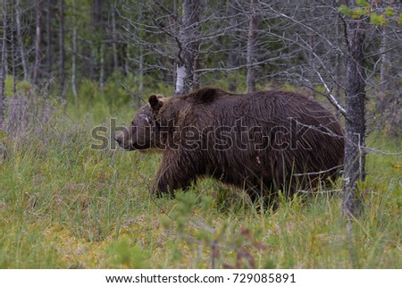 Similar – Braunbär Abenteuer Safari