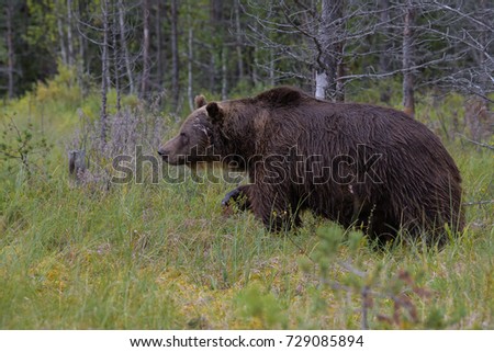 Similar – Braunbär Abenteuer Safari