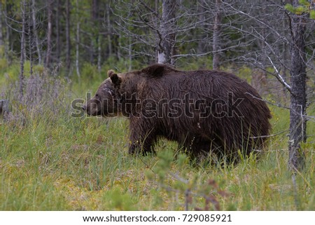 Similar – Braunbär Abenteuer Safari