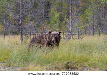 Similar – Image, Stock Photo Brown Bear Safari Hunter