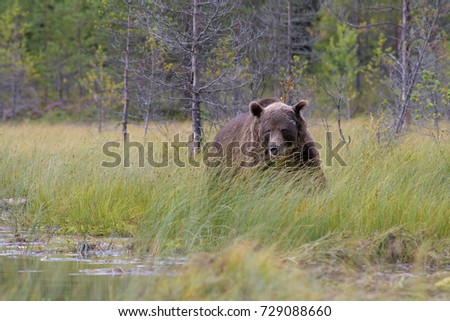 Similar – Brown Bear Adventure