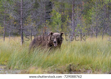 Similar – Image, Stock Photo Brown Bear Safari Hunter