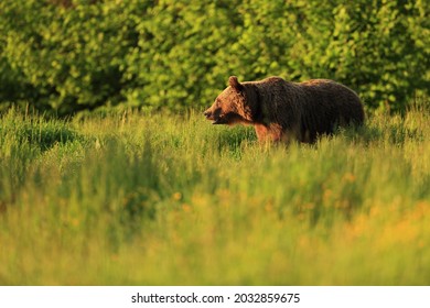 Brown bear on meadow in Galicia, Bieszczadzki park narodowy