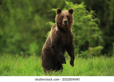 Brown bear on meadow in Galicia, Bieszczadzki park narodowy