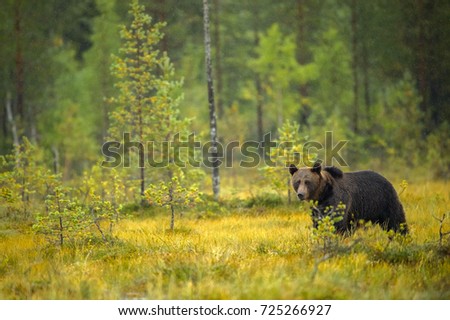 Similar – Brown Bear on forest