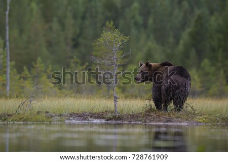 Similar – Brown Bear Adventure