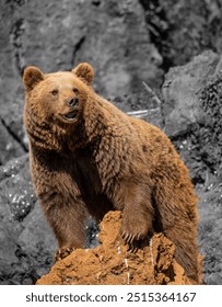 Brown Bear on the rocks