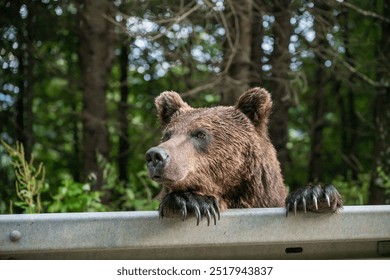 A brown bear on the side of the road in Vrancea, Romania, 2024