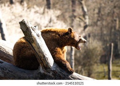 Brown bear on a tree
