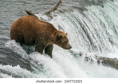 Alaskan Brown Bear Brooks Falls Katmai Stock Photo (Edit Now) 685742218