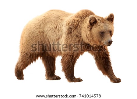 Brown bear on white background [[stock_photo]] © 