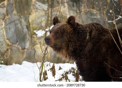 brown bear outside the lair in winter