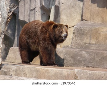 Brown Bear Pacing