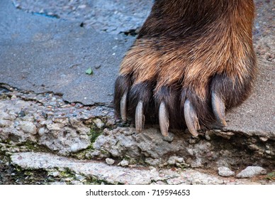 Brown Bear Paw Closeup Photo