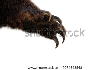 brown bear paw isolated on white background
