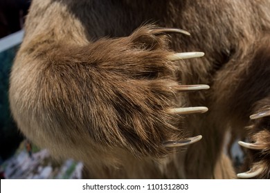 brown-bear-paw-sharp-claws-260nw-1101312803.jpg