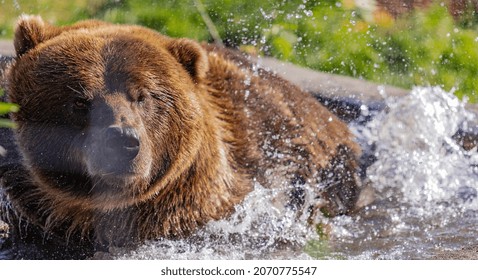 1,969 Bear In Water Photo Images, Stock Photos & Vectors 