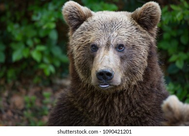 Brown bear portrait - Shutterstock ID 1090421201