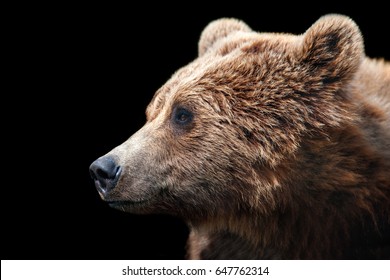 Bear Black Background Images, Stock Photos & Vectors | Shutterstock