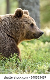 Brown Bear Portrait. Side View Of Brown Bear.