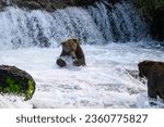 Brown bear pouncing hoping to catch a salmon in the Brooks River, Katmai National Park, Alaska
