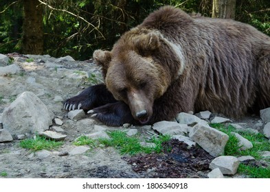 The Brown Bear Prepares For Hibernation. Beautiful Brown Bear