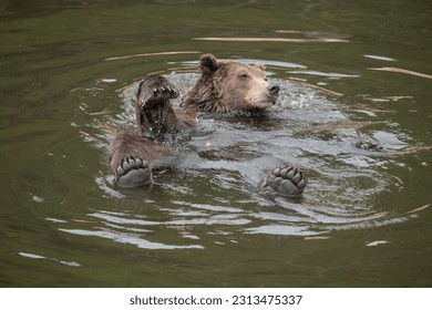 Brown bear relaxing at fortress of the bear, a rescue center. - Powered by Shutterstock