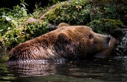 Brown bear in a water stock photo containing bear and water, an Animal ...