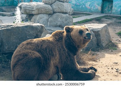 Brown bear resting on rocky ground in outdoor enclosure at a zoo. Wildlife photography. - Powered by Shutterstock