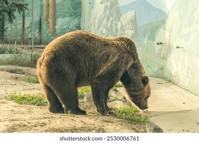 Brown bear resting on rocky ground in outdoor enclosure at a zoo. Wildlife photography. - Powered by Shutterstock