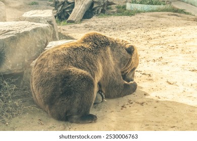 Brown bear resting on rocky ground in outdoor enclosure at a zoo. Wildlife photography. - Powered by Shutterstock