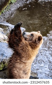 Brown bear in the river