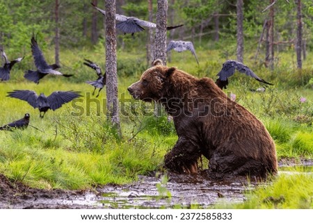A brown bear in river trying to catch the flying crows in wild forests of Eastern Finland