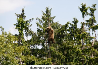 brown bear, running, fighting, climbing