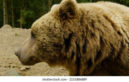 Brown Bear In Russian Tundra