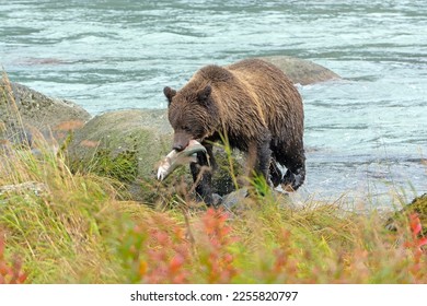 Brown Bear With a Salmon In Its Mouth Near Haines, Alaska - Shutterstock ID 2255820797