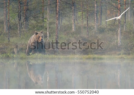 Similar – Braunbär Abenteuer