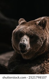 A brown bear with a serious expression stares directly at the camera.