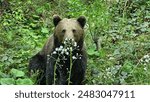 A brown bear sits in a lush green forest, sniffing delicate white flowers. The bear